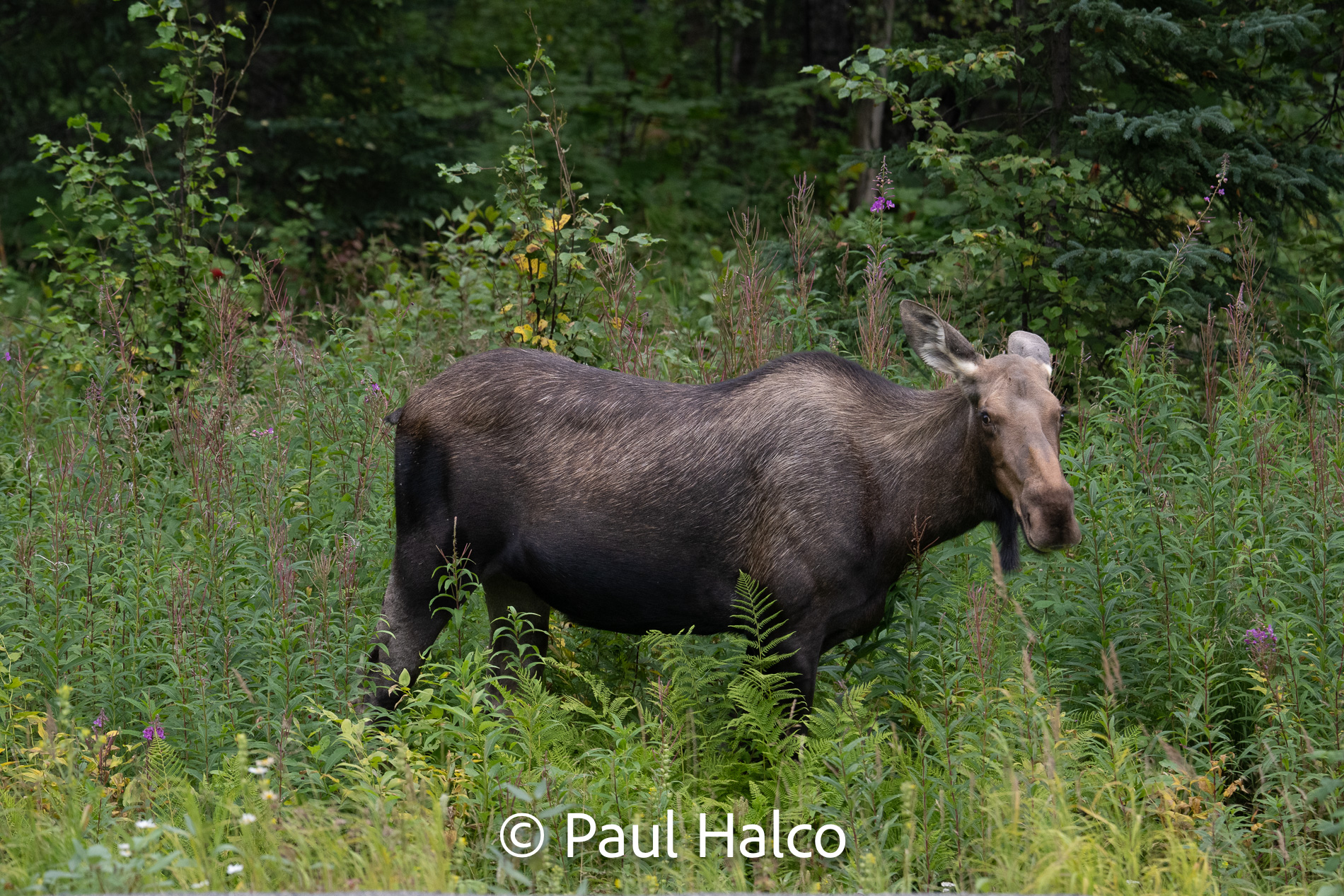 Paul Halco - General Alaska-67
